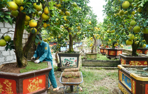Vườn bưởi cổ thụ giá trị bạc tỷ đang chờ đón Tết
