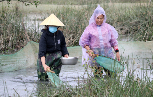 Nông dân bám ruộng ngày mưa rét, săn “lộc trời” từ dưới đất chui lên