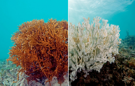 Thế giới sẽ không còn rạn san hô