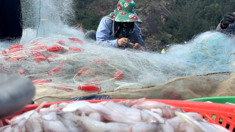 Loài cá làm thức ăn cho heo thành đặc sản ngày lạnh, ngư dân trúng đậm đầu năm