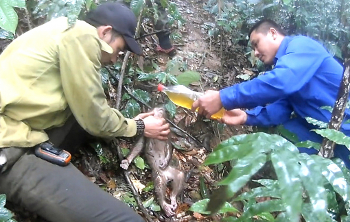 Lâm tặc hồi tâm, thành người tiên phong bảo vệ rừng