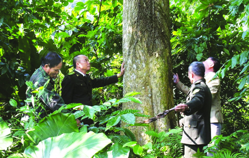 Rừng được bảo vệ nhờ gắn với lợi ích của cư dân