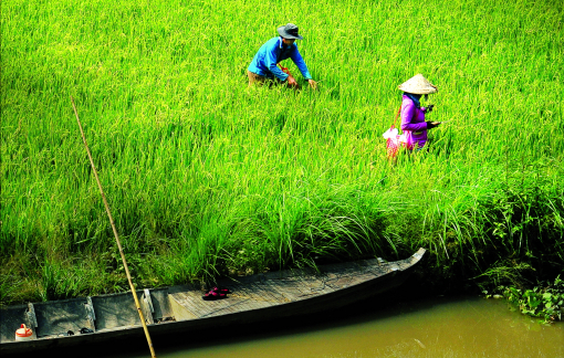 Truyện ngắn:  Trâu vàng