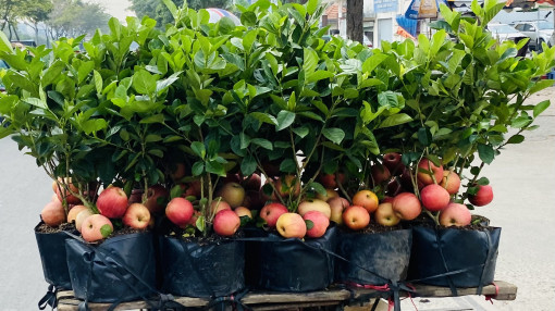 Tưởng giống táo lùn siêu trái, nhiều người mua phải táo gắn lên cây dành dành