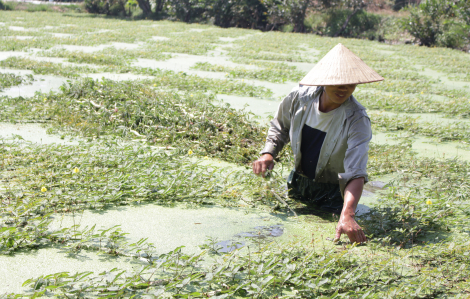 Nghề trồng rau nhút lắm gian nan giữa Sài Gòn