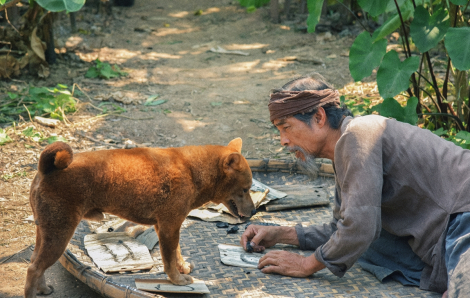 Tranh cãi không ngừng khi chọn chó Nhật lên phim "Cậu Vàng''