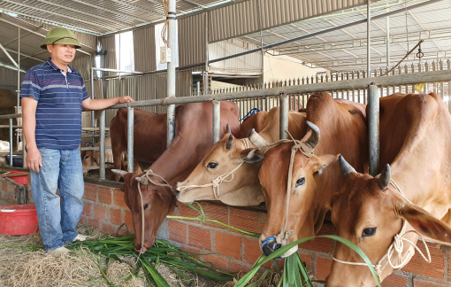 Làng buôn trâu bò xuyên quốc gia