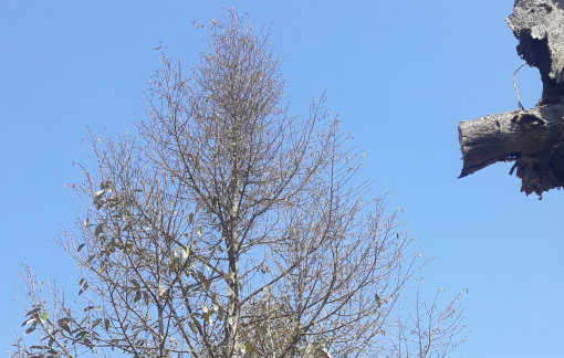 Xâm nhập mặn ở Đồng bằng sông Cửu Long có xu thế tăng dần