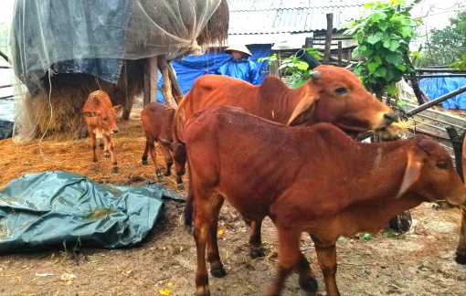 Gia súc chết thảm do trời quá rét