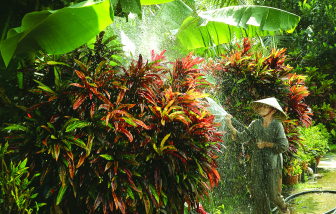 Truyện ngắn - Khách của má