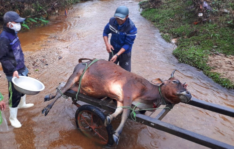 Thừa Thiên - Huế: Một huyện có hơn 900 gia súc chết vì rét