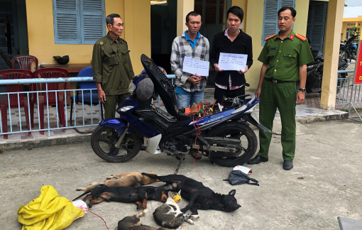 Miền Tây: Cuối năm, trộm chó, mèo hoành hành
