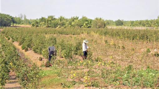 TPHCM: Tết đã cận kề nhưng hoa phơi đầy vườn vì ế ẩm