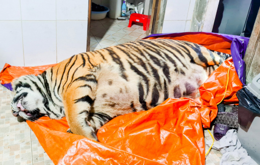Hà Tĩnh phát hiện hổ nặng 250kg bị chích điện chết