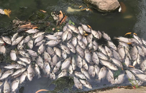 Cá chết nổi trắng kênh Bưng Cải