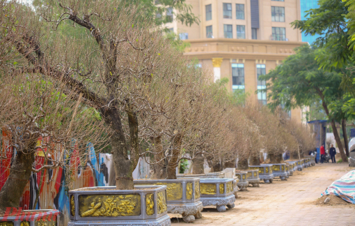 Đào cổ thụ xuống phố cận Tết vẫn thưa thớt người thuê