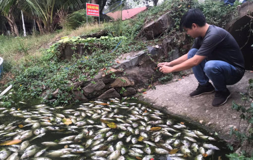 Xác định nguồn gốc cá chết trắng trên kênh Bưng Cải