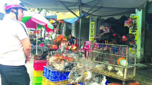 TPHCM chưa thể dẹp được nạn giết mổ gia cầm trái phép