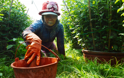 Người trồng hoa nôn nao chờ... tết