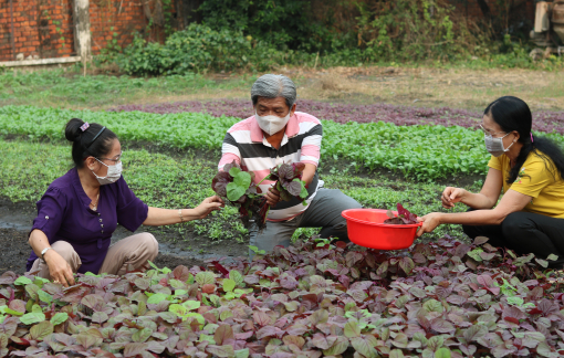Vườn rau của khu phố