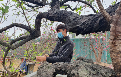 Đào phai cổ dáng “rồng bay” không bán, chỉ cho thuê 150 triệu đồng