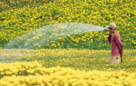 Rực rỡ cánh đồng hoa cúc vàng ở Đồng Nai