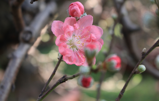Đào Nhật Tân vượt đường xa vào TPHCM khoe sắc