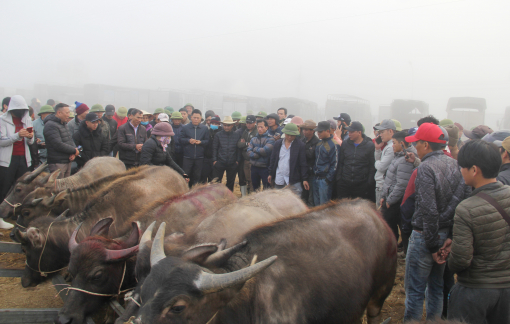 Săn “đầu cơ nghiệp” trong phiên chợ trâu bò cuối năm