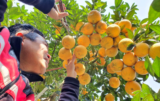 Cam “tiến vua” giá hơn 100.000 một quả đứng trước nguy cơ thất truyền