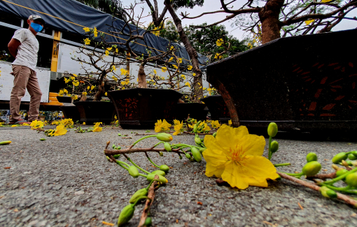 Cắt trụi mai tết để chở về quê vì buôn bán ế ẩm