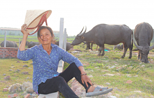 Có người phụ nữ chăm trâu như con, quên cả lấy chồng