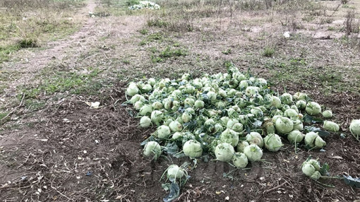 Lãnh đạo Hải Phòng nói gì về thông tin dừng nhập hàng từ Hải Dương?