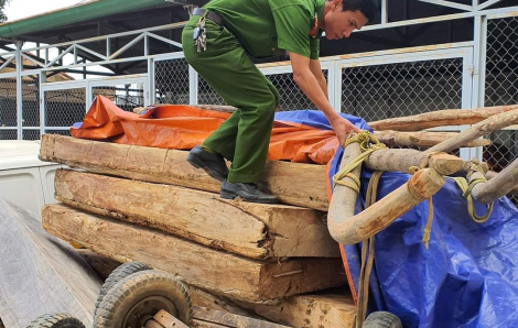 Công an Đắk Lắk bắt nhóm lâm tặc khai thác gỗ pơ mu vào dịp tết