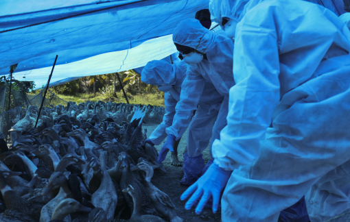 Nga phát hiện ca nhiễm cúm gia cầm H5N8 ở người đầu tiên trên thế giới