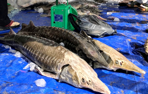 Mua cá tầm Trung Quốc mà tưởng hàng trong nước