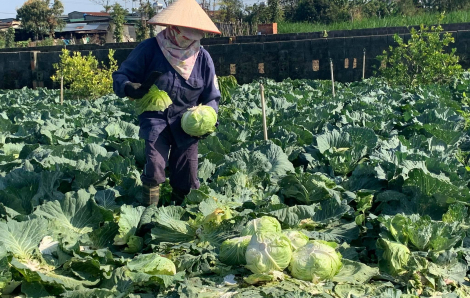 Rau, củ chỉ còn 1.000 đồng/kg, người trồng nhổ bỏ làm phân