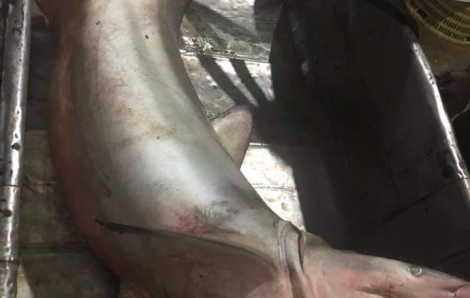 Quảng Trị: Người dân câu được cá mập nặng gần 1,5 tạ