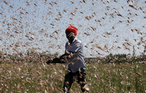 Những hình ảnh khó tin về đại dịch châu chấu ở Kenya