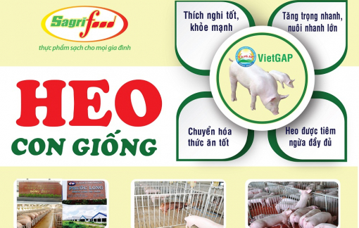 Chọn con giống tốt giảm thiểu rủi ro từ đơn vị lâu năm