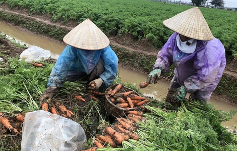 Ngàn tấn cà rốt Hải Dương chuẩn bị xuất khẩu đi Hàn Quốc