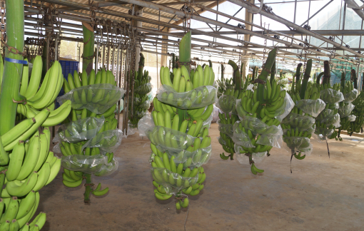 Xuất khẩu rau quả tăng trở lại sau hơn 3 tháng