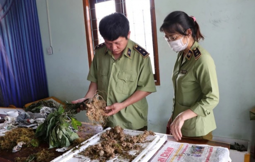 Thu giữ sâm Ngọc Linh giả ngay tại "thủ phủ" sâm thật