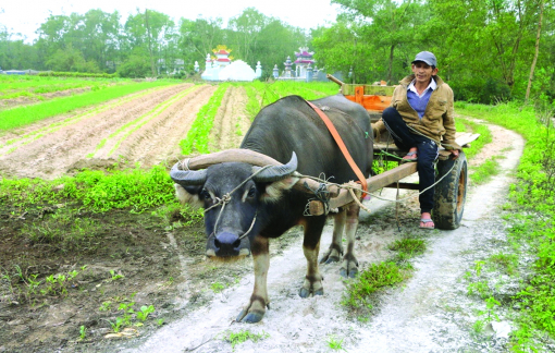 Dân vùng cát khấm khá nhờ nghề đánh xe trâu