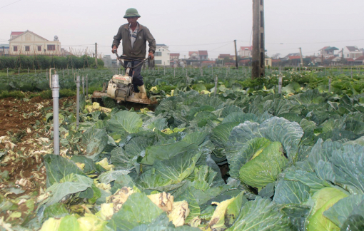 Bán không ai mua, nông dân đành để rau xanh thối rữa ngoài đồng