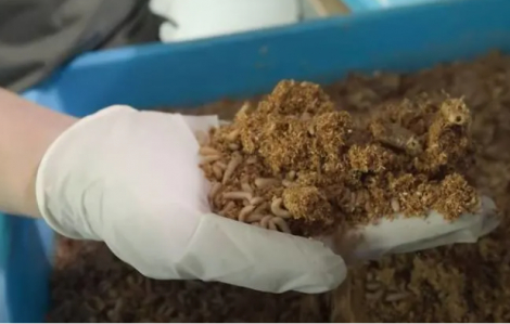 Singapore dùng ấu trùng ruồi để xử lý chất thải từ thực phẩm