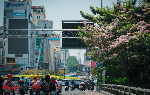 TPHCM: Hoa kèn hồng nở rộ giữa đợt nắng nóng