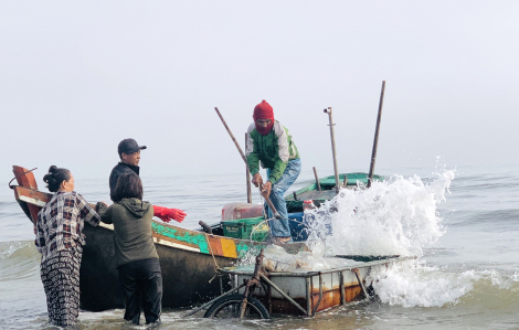 Ngư dân trúng đậm mùa sứa