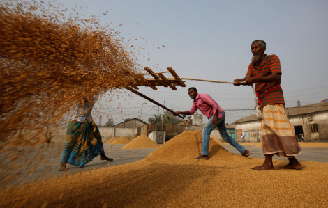 Bangladesh tìm mua 50.000 tấn gạo từ Việt Nam