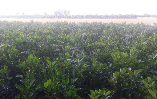 20.000 hộ dân sẽ được hỗ trợ làm nông nghiệp xanh