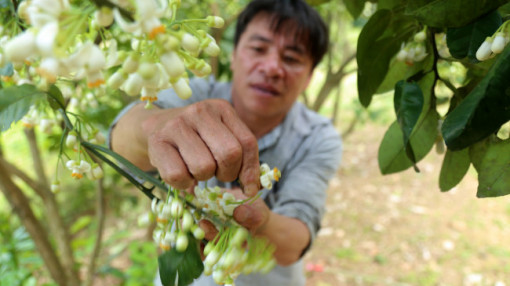 Nông dân Hà Tĩnh chạy đua thời gian “xe duyên” cho bưởi đặc sản